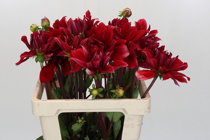 <h4>Dahlia Babylon Rood</h4>