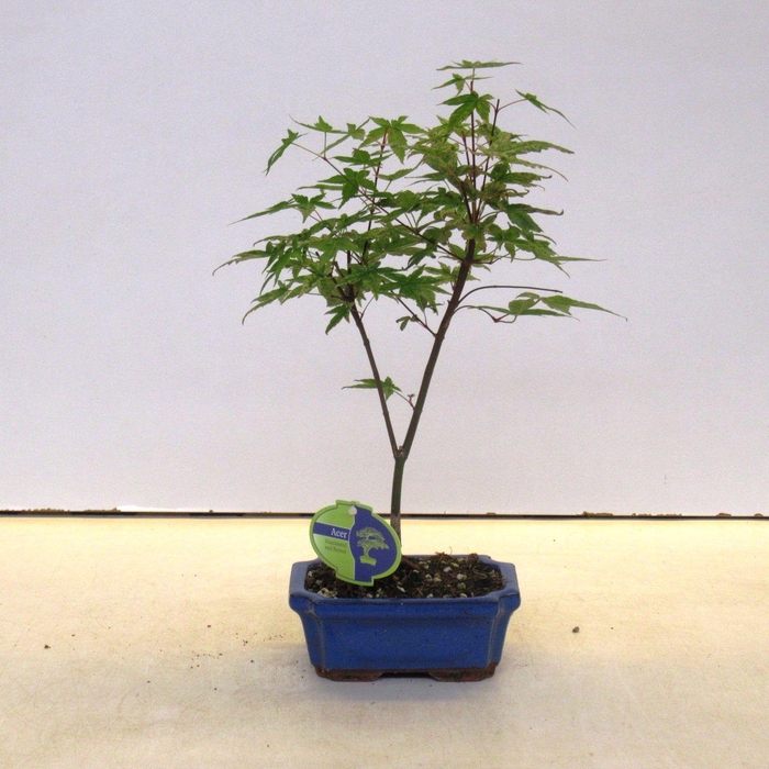 <h4>Acer palmatum Beni-maiko, 15cm.</h4>