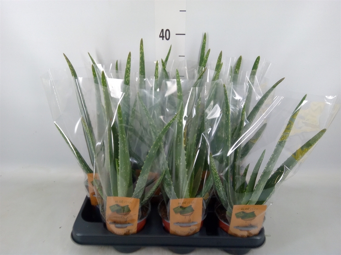 <h4>Aloe vera</h4>
