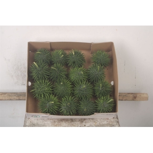 Cucumis Hirsutus X16