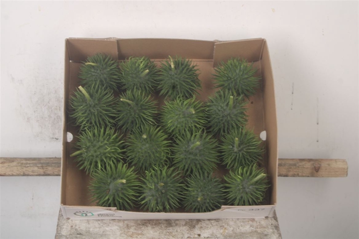 <h4>Cucumis Hirsutus X16</h4>