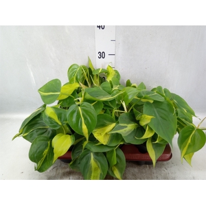 Philodendron scand. 'Brasil'