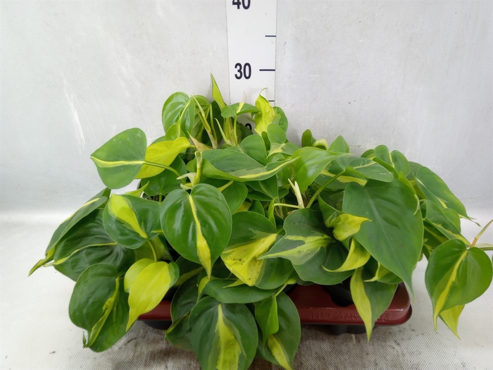 <h4>Philodendron scand. 'Brasil'</h4>