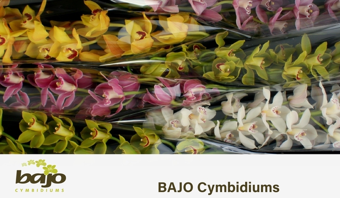 <h4>CYMB T GEM</h4>
