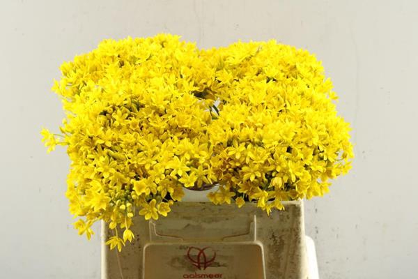 <h4>Allium Mo Jeannine</h4>