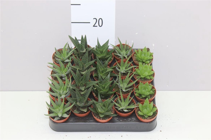 <h4>Haworthia Gemengd</h4>
