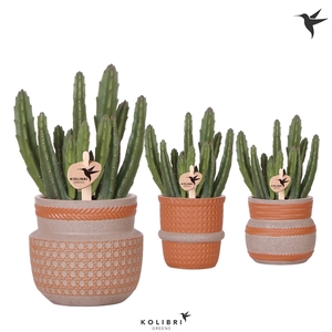 Kolibri Greens Stapelia Leendertzia in Ethnic pot terracotta mix