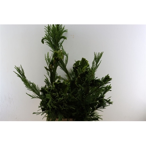 Cryptomeria Cristata Per Tak