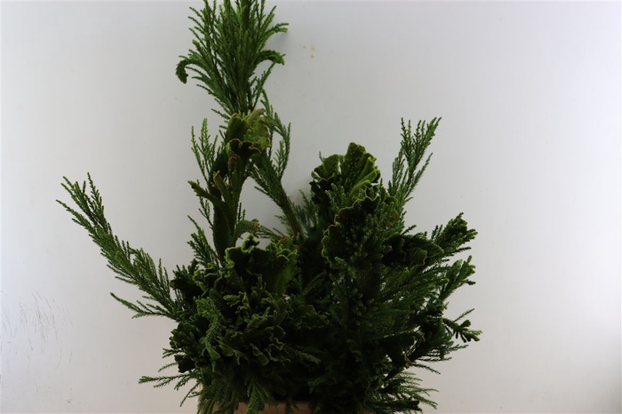 <h4>Cryptomeria Cristata Per Tak</h4>