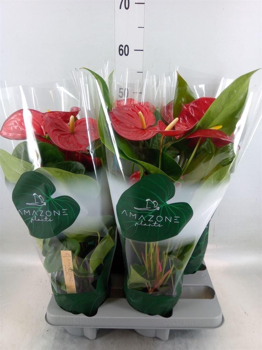 <h4>Anthurium andr. 'Nevada'</h4>