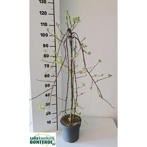 SALIX CAP KILMARNOCK