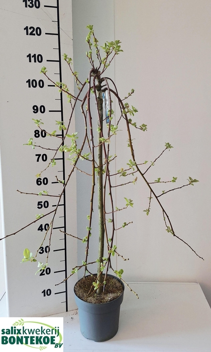 <h4>SALIX CAP KILMARNOCK</h4>