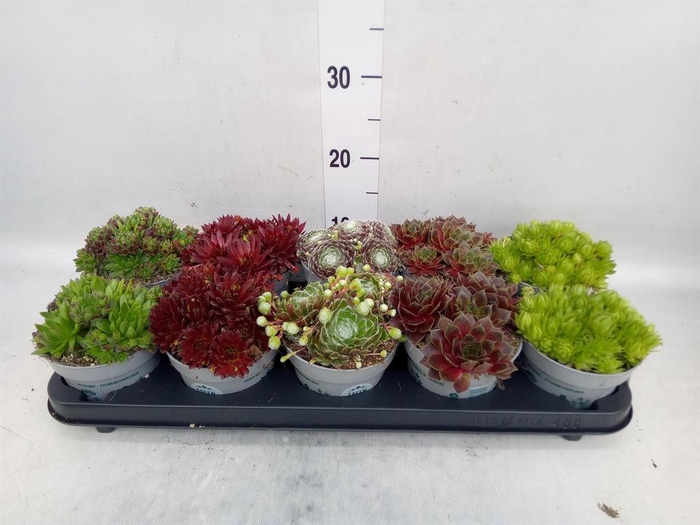 <h4>Sempervivum   ...</h4>