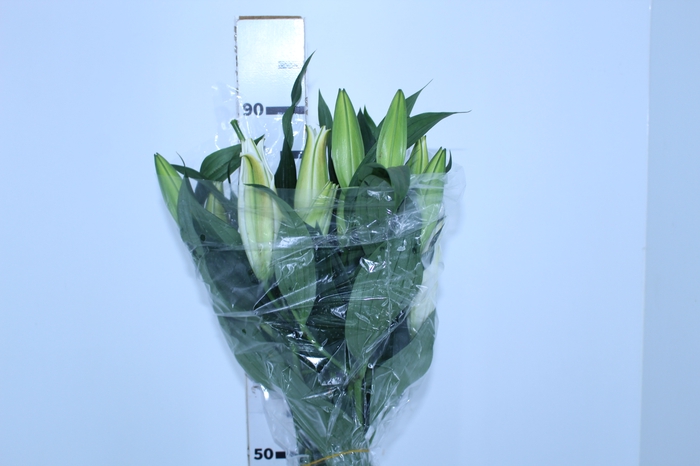 LIRIO ZAMBESI 090 CM HT 3/5 FLS