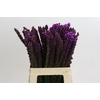 Liatris Callilepis
