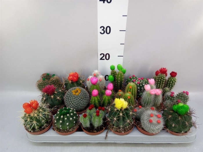 <h4>Cactus   ...decorated</h4>