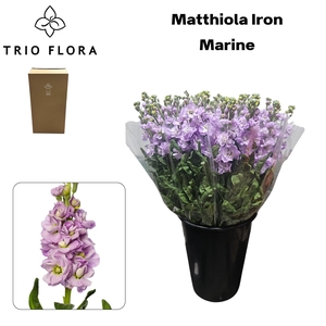 MATTH IRON MARINE Aqua Box 60