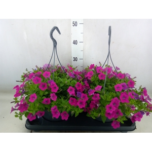 Petunia  'Tiny Tunia'   ...mix