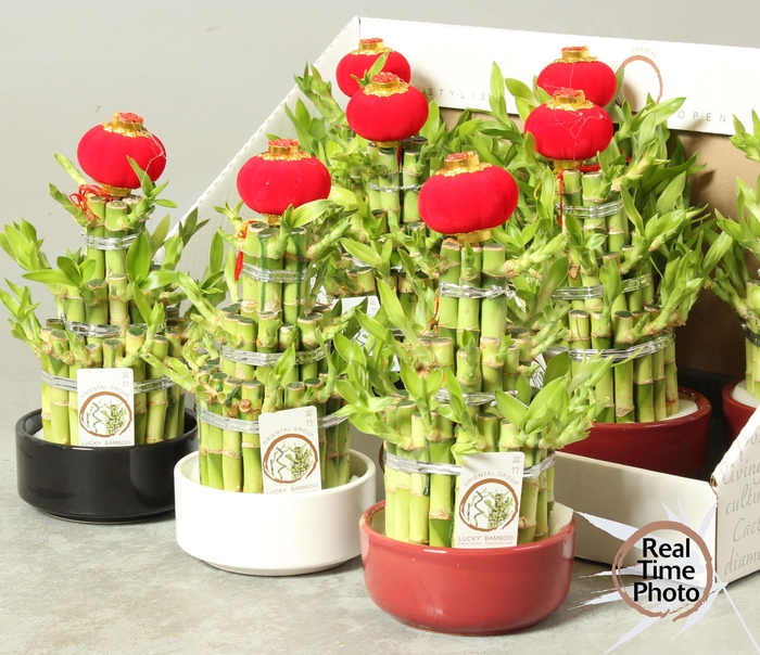 <h4>DRA LUCKY BAMBOO</h4>