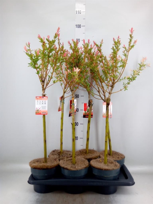 <h4>Salix integra 'Flamingo'</h4>