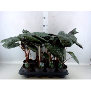 Alocasia saraw. 'Yucatan Princess'