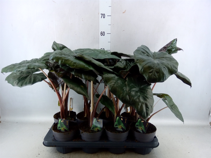 <h4>Alocasia saraw. 'Yucatan Princess'</h4>