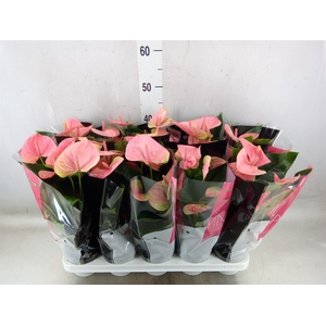 Anthurium andr. 'Sweet Dream'