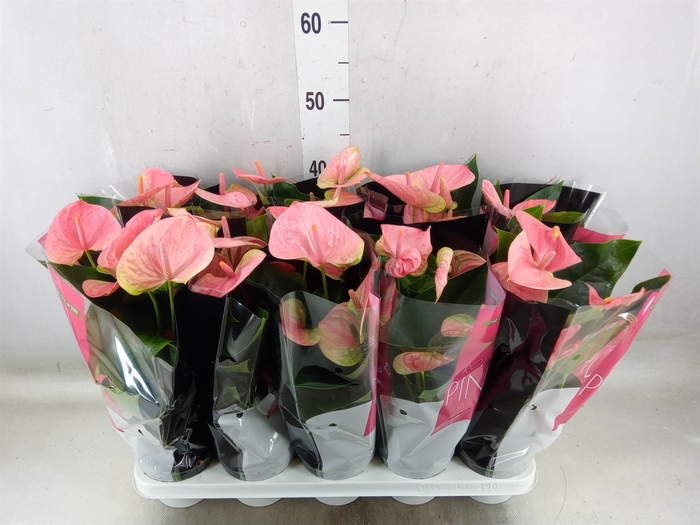 <h4>Anthurium andr. 'Sweet Dream'</h4>
