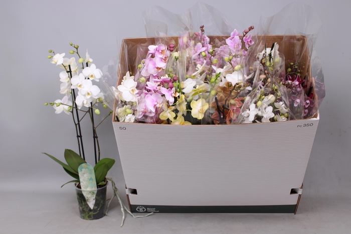 arr8 Phal Mf Gem 5 Kl