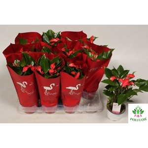 Anthurium Flamingo Petit 9Ø 25cm 5fl