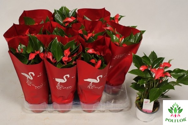 Anthurium Flamingo Petit 9Ø 25cm 5fl