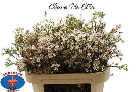 <h4>Chame Un Ella 70cm</h4>