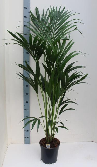 <h4>HOWEA FORSTERIANA</h4>