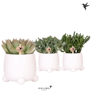 Kolibri Greens Succulenten mix in Rolling pot white