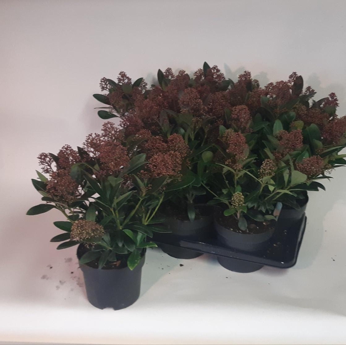 <h4>Skimmia japonica 'Rubella' 10/14BLOEMEN</h4>