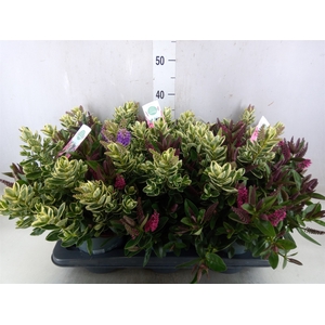 Hebe  'Addenda'   ...mix in pot