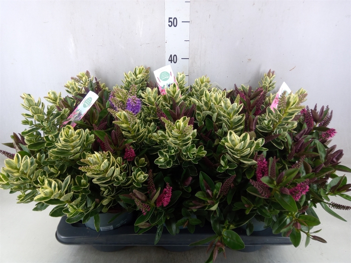 <h4>Hebe  'Addenda'   ...mix in pot</h4>