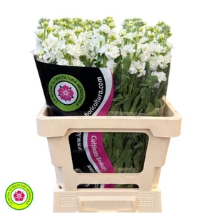 Matthiola Iron White