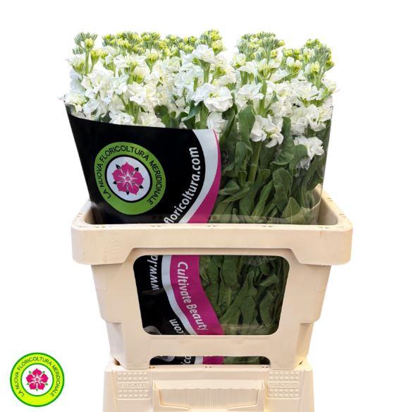 <h4>Matthiola Iron White</h4>