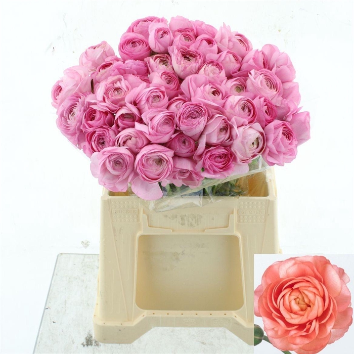 <h4>RAN SUCCESS BLUSH</h4>