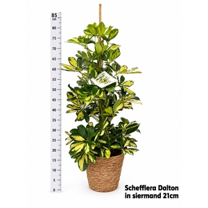 SCHEF AR DALTON