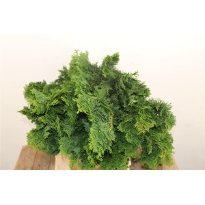 Chamaecyparis Nana 2 Kg