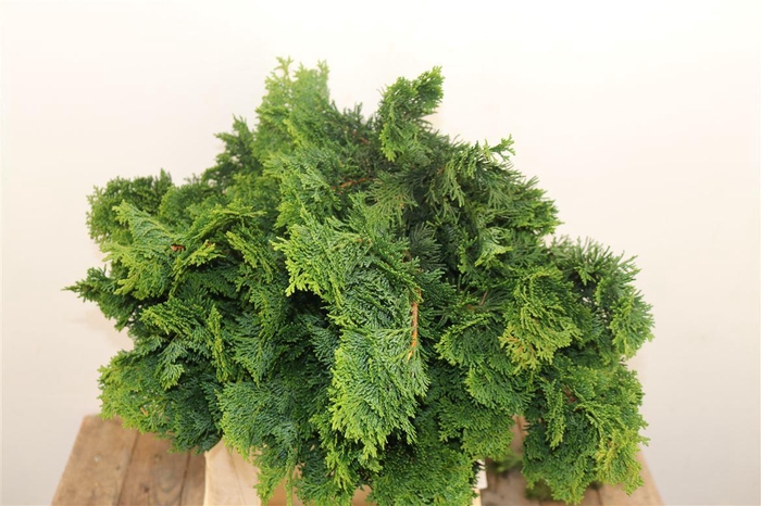 Chamaecyparis Nana 2 Kg