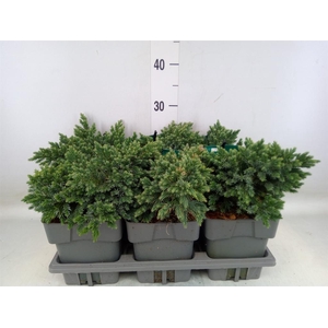 Juniperus squamata 'Blue Star'