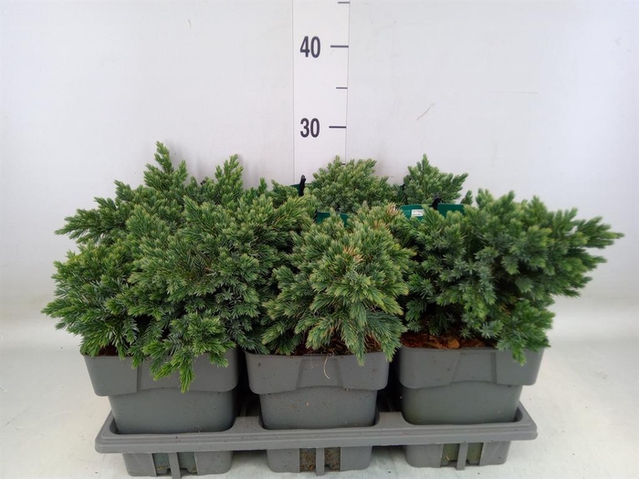 <h4>Juniperus squamata 'Blue Star'</h4>