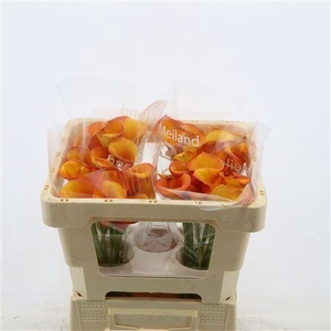 Zantedeschia 'carvello'