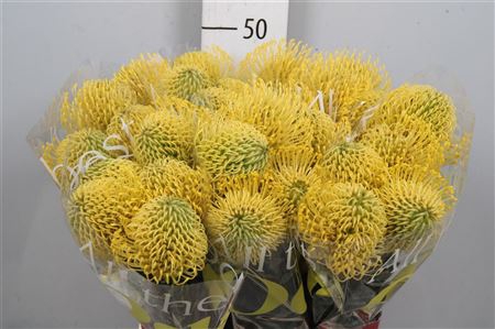 <h4>Leuco High Gold</h4>