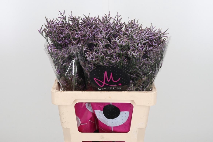 <h4>Limon Safora Lilac</h4>