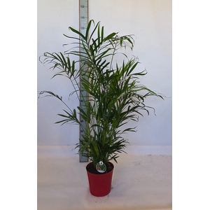 CHAMAED CATARACTARUM