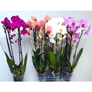 Phal El Cascade 2 Branche 16+ 50cm.